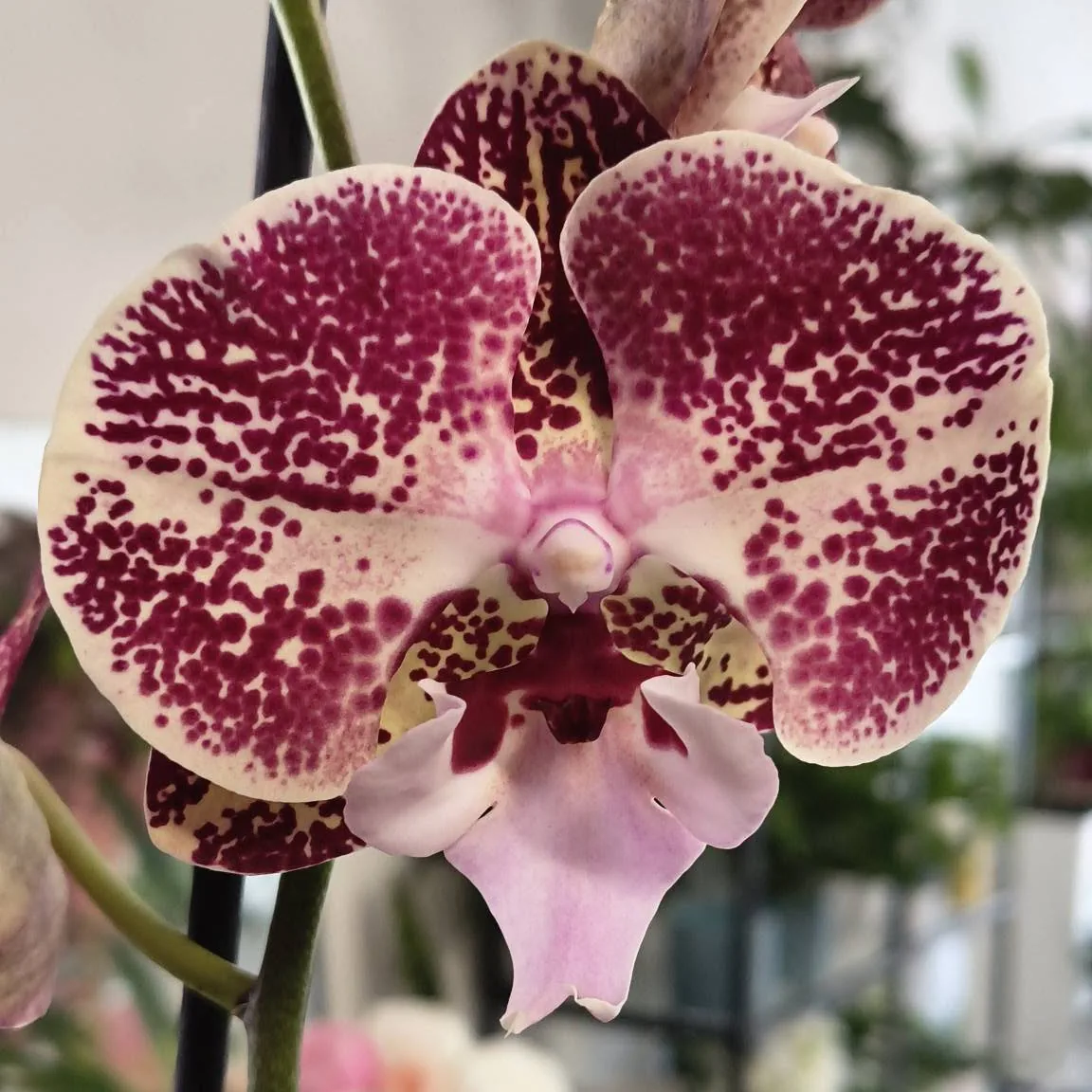 Detail strakaté orchideje